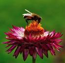 bee-pollen-pollination-flower-391408.jpg