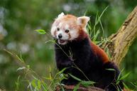 red-panda-little-panda-cute-bamboo-1182079.jpg