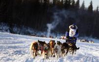 dogs-sled-team-dogsled-teamwork-671165.jpg