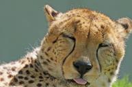 cheetah-zoo-fast-carnivores-856758.jpg