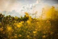 meadow-country-field-flowers-407210.jpg