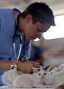 kitten-veterinarian-feline-doctor-569873.jpg