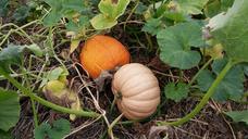 pumpkin-patch-autumn-fall-orange-1686378.jpg