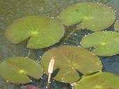 lily-pads-lotus-leaves-pond-water-390972.jpg