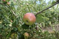 apple-orchard-autumn-tree-fruit-447607.jpg