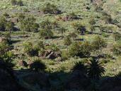 palm-trees-cultivation-agriculture-384490.jpg