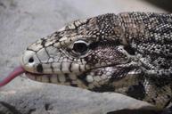 lizard-tongue-animal-africa-359210.jpg