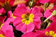 primrose-flower-blossom-bloom-1320468.jpg