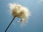 seeds-wind-sky-643566.jpg