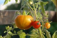 tomatoes-red-yellow-70560.jpg