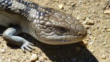 blue-tongue-skinks-reptile-lizard-615183.jpg