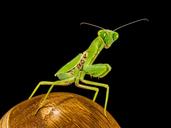 praying-mantis-fishing-locust-green-220986.jpg