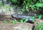 hippo-baby-rest-zoo-sunny-1007470.jpg