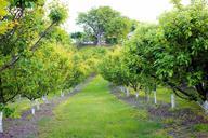 apricot-orchard-old-walnut-trees-261479.jpg