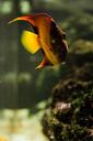 aquarium-fish-water-animals-607292.jpg