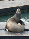 sea-lion-animal-mammal-marine-142142.jpg