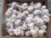 garlic-g%C5%82%C3%B3wkowaty-flower-season-183806.jpg