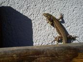 lizard-hauswand-sun-animal-reptile-638338.jpg