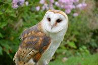 barn-owl-owl-bird-falconry-1208035.jpg