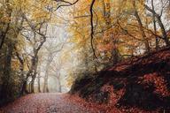 trail-woods-forest-trees-path-1031038.jpg