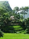 nepal-annapurna-trekking-trees-978348.jpg