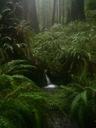 Prairie Creek Redwoods - Waterfall on Rhododendron Trail.jpg