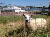 sheep-boulevard-shipyard-vlissingen-299503.jpg