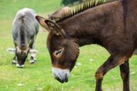 donkey-livestock-donkey-head-horse-335974.jpg