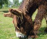 donkey-fur-poitou-donkey-livestock-359504.jpg