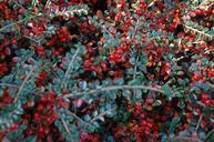 berries-autumn-cotoneaster-berry-463503.jpg