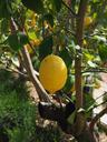 lemon-limone-lemon-tree-1117559.jpg