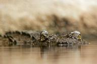 crocodile-reptile-dangerous-448624.jpg