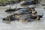 buffalo-asiatic-wild-mud-animal-335717.jpg