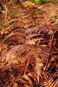 fern-forest-fall-nature-vintage-543227.jpg