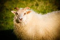 sheep-ram-lamb-animal-nature-farm-1039661.jpg