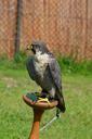 falcon-small-hawk-american-216868.jpg