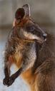 swamp-wallaby-kangaroo-standing-1107174.jpg