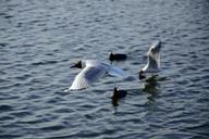 seagull-bird-flight-nature-wings-1429113.jpg