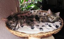 sweet-2-kittens-sleeping-cute-664622.jpg