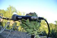 microphone-artichoke-nature-1535932.jpg