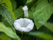 bindweed-blossom-bloom-bud-1483642.jpg