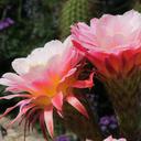 cactus-flower-pink-nature-botany-414891.jpg