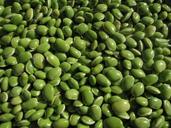 beans-leguminous-plants-pulse-228871.jpg