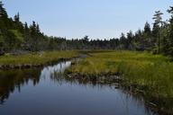 swamp-pine-scene-1030392.jpg