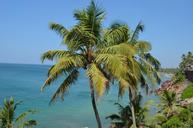 palm-trees-palms-tropical-nature-383498.jpg