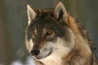 wolf-zoo-canis-lupus-canine-mammal-725380.jpg