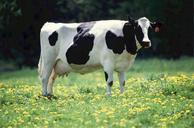 cow-dairy-bovine-milk-rural-520890.jpg