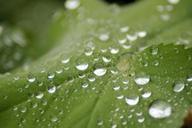 rain-drop-leaf-323174.jpg