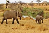 safari-elephant-tanzania-serengeti-287316.jpg