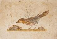 Bird ancient roman fresco Oplontis Italy.jpg